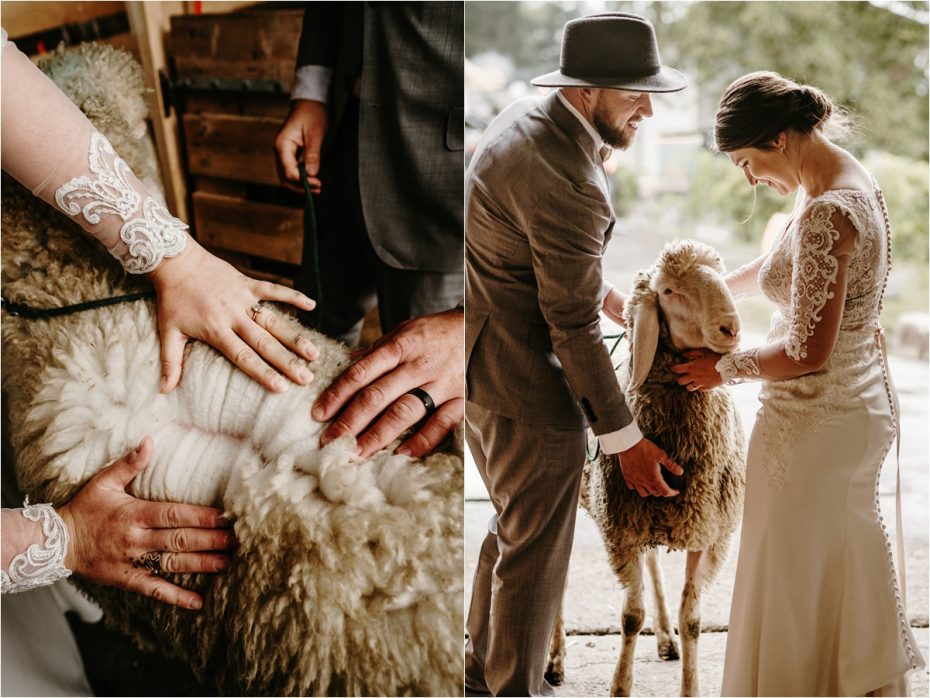 Bride and groom inspect a sheep. Photos by Wild Connections Photography