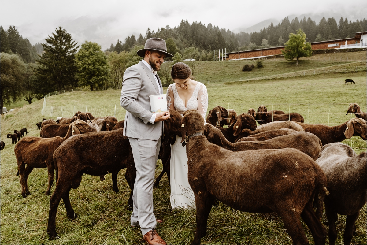 Bride and groom feed sheep on their wedding day. Photos by Wild Connections Photography